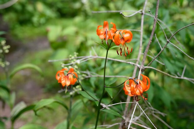 TNP-2025.07.22-25_0214 UNMAP YOUR LIFE ~栃木県 白根山編~ 自分を解放する、こだわりの時間 TNP-2025.07.22-25_0214 UNMAP YOUR LIFE ~栃木県 白根山編~ 自分を解放する、こだわりの時間