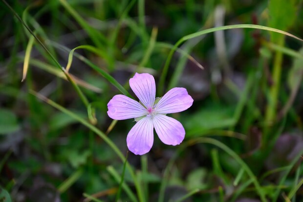 TNP-2025.07.22-25_0152 UNMAP YOUR LIFE ~栃木県 白根山編~ 自分を解放する、こだわりの時間 TNP-2025.07.22-25_0152 UNMAP YOUR LIFE ~栃木県 白根山編~ 自分を解放する、こだわりの時間