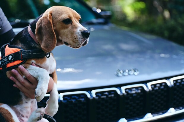 DSF9286 Jeepコマンダーで行く！愛犬と過ごすラグジュアリーリゾート『小谷流の里 ドギーズアイランド』