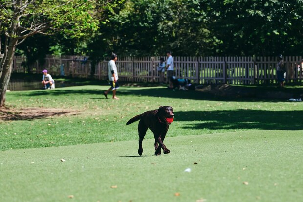 DSF9407 Jeepコマンダーで行く！愛犬と過ごすラグジュアリーリゾート『小谷流の里 ドギーズアイランド』