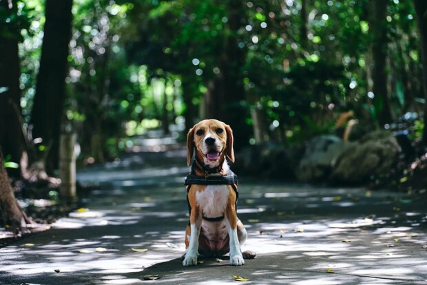 DSF9502 Jeepコマンダーで行く！愛犬と過ごすラグジュアリーリゾート『小谷流の里 ドギーズアイランド』