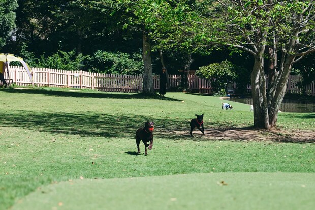 DSF9401 Jeepコマンダーで行く！愛犬と過ごすラグジュアリーリゾート『小谷流の里 ドギーズアイランド』