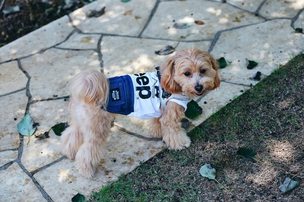 DSF9470 Jeepコマンダーで行く！愛犬と過ごすラグジュアリーリゾート『小谷流の里 ドギーズアイランド』