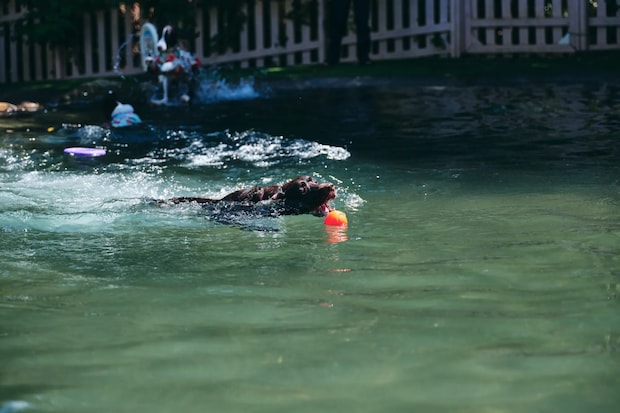 DSF9362 Jeepコマンダーで行く！愛犬と過ごすラグジュアリーリゾート『小谷流の里 ドギーズアイランド』