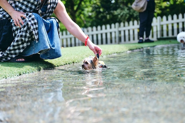 DSF9474 Jeepコマンダーで行く！愛犬と過ごすラグジュアリーリゾート『小谷流の里 ドギーズアイランド』