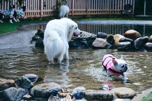 DSF9452 Jeepコマンダーで行く！愛犬と過ごすラグジュアリーリゾート『小谷流の里 ドギーズアイランド』