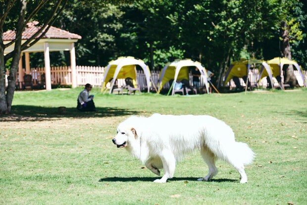 DSF9387 Jeepコマンダーで行く！愛犬と過ごすラグジュアリーリゾート『小谷流の里 ドギーズアイランド』