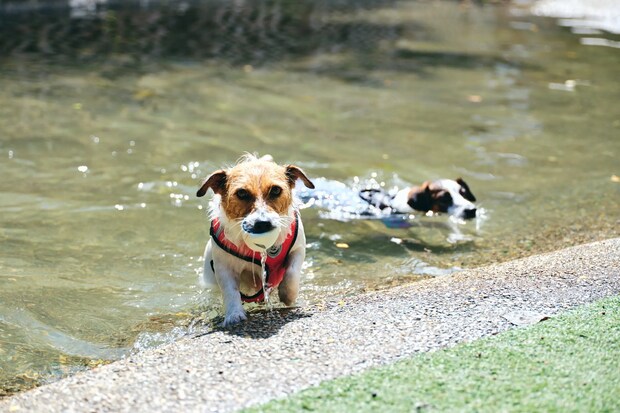 DSF9438 Jeepコマンダーで行く！愛犬と過ごすラグジュアリーリゾート『小谷流の里 ドギーズアイランド』