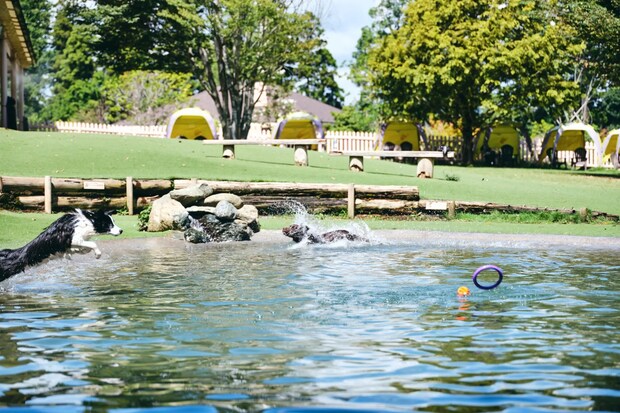 DSF9337 Jeepコマンダーで行く！愛犬と過ごすラグジュアリーリゾート『小谷流の里 ドギーズアイランド』