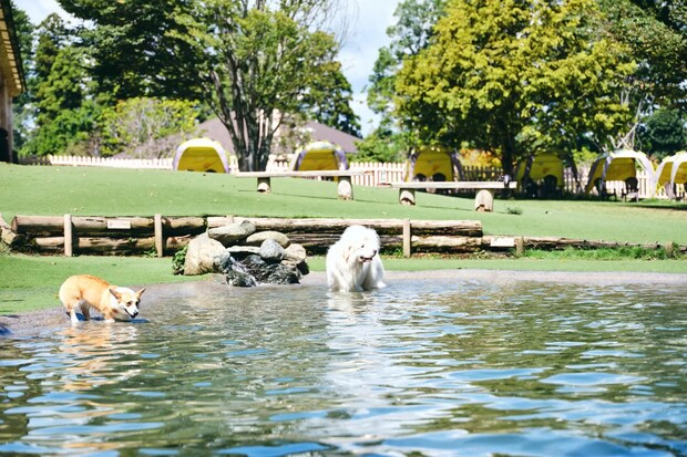 DSF9345 Jeepコマンダーで行く！愛犬と過ごすラグジュアリーリゾート『小谷流の里 ドギーズアイランド』