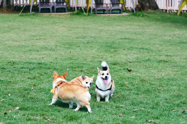 DSF9450 Jeepコマンダーで行く！愛犬と過ごすラグジュアリーリゾート『小谷流の里 ドギーズアイランド』