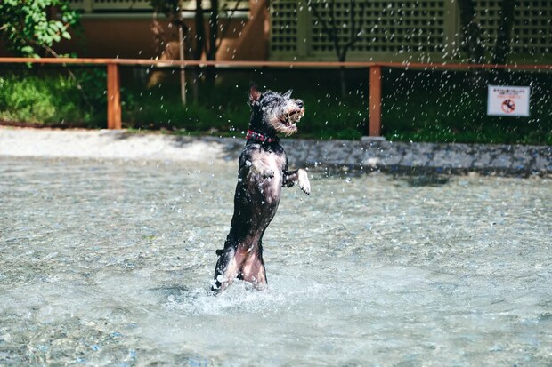 DSF9521 Jeepコマンダーで行く！愛犬と過ごすラグジュアリーリゾート『小谷流の里 ドギーズアイランド』