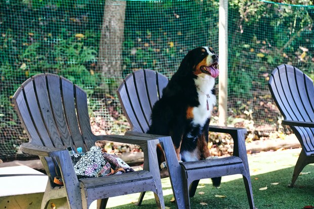 DSF9319 Jeepコマンダーで行く！愛犬と過ごすラグジュアリーリゾート『小谷流の里 ドギーズアイランド』