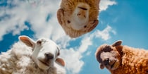 『ひつじ探偵団』羊飼いの死と、目覚めた羊たちが暗示する宗教的寓話