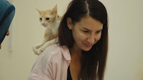 野良猫たちをカタールの路上からアメリカへ　ドキュメンタリー映画『猫たちと7000マイルの旅』 猫への愛あふれる日本版予告映像公開