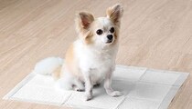 犬のトイレ臭を97％削減！ タンスのゲンの「表面抗菌×炭入り」ペットシーツ
