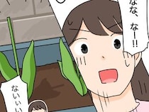 ［８］花泥棒｜まさかの二度目の犯行！犯人が分からないまま、またしてもチューリップの花だけが摘み取られた