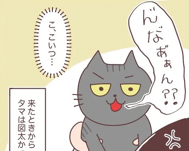 猫をかぶった猫。夫の腕を離れると妻には挑発的な顔と野太い鳴き声【やっぱり猫が好き２】