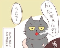 猫をかぶった猫。夫の腕を離れると妻には挑発的な顔と野太い鳴き声【やっぱり猫が好き２】
