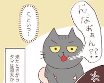 ［２］やっぱり猫が好き｜猫をかぶった猫。夫の腕を離れると妻には挑発的な顔と野太い鳴き声