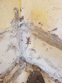 ケニアの「家の中でヤモリやトカゲを見たらすぐ殺す理由」に「なるほど…」となった / カンバ通信：第419回