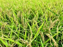 県民から見た、現在の新潟のお米事情 / 親戚の田んぼが水不足になっていて「マズいのでは」と思っていたけど…