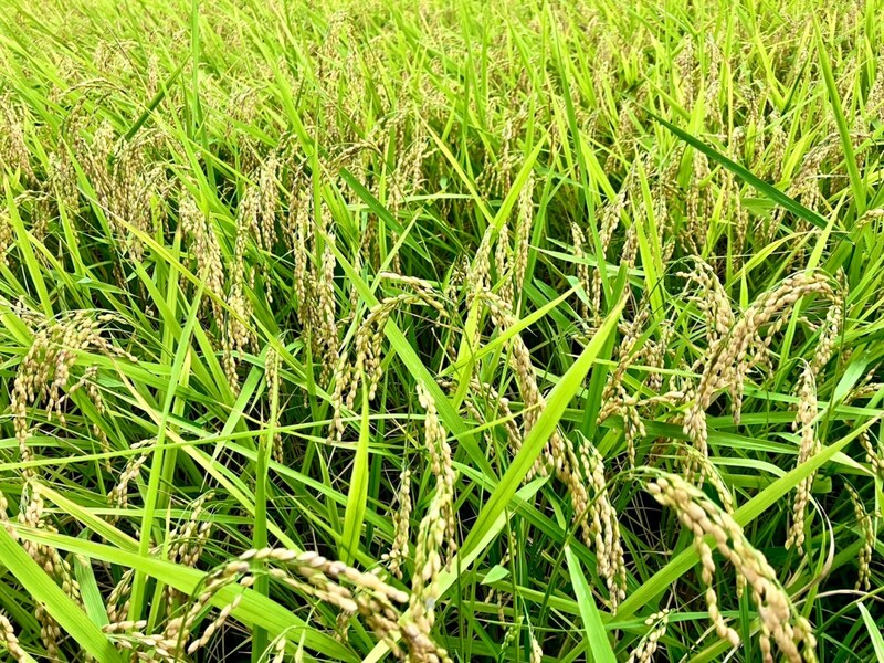 県民から見た、現在の新潟のお米事情 / 親戚の田んぼが水不足になっていて「マズいのでは」と思っていたけど…