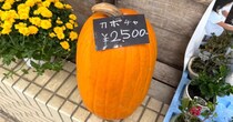 【投票企画】伝わるキャッチコピーはどれだ!? 第17回表現王選手権「ハロウィン」の魅力を端的に伝えろ！