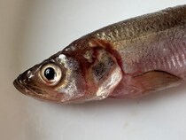 【今が旬】「生ししゃも」って食べたことある？ 干物と違いすぎてししゃもの概念が変わるぞ!!