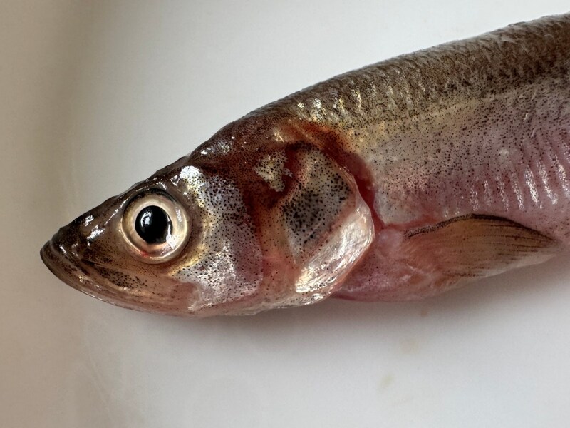 【今が旬】「生ししゃも」って食べたことある？ 干物と違いすぎてししゃもの概念が変わるぞ!!