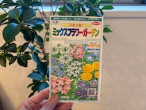 何の花が咲くのか謎！ モネの庭に憧れて「ミックスフラワーガーデン」の種をまいてみた（種まき編）
