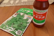 【体験談】「種から育てるのが困難」だと言われるパクチーを実際に種から育ててみた！ 難しいけどコツをつかんだらパクチー栽培家になれるぞ