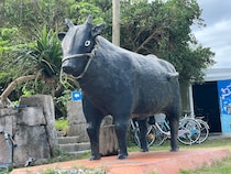 【牛だらけ】人口220人に対して牛が約3000頭いる沖縄の離島「黒島」を一周してみた