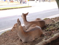 中国の「渡航自粛勧告」から2週間、現在の「奈良公園」で目の当たりにした意外な光景