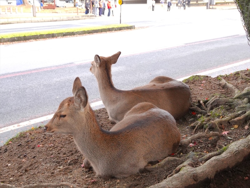 中国の「渡航自粛勧告」から2週間、現在の「奈良公園」で目の当たりにした意外な光景