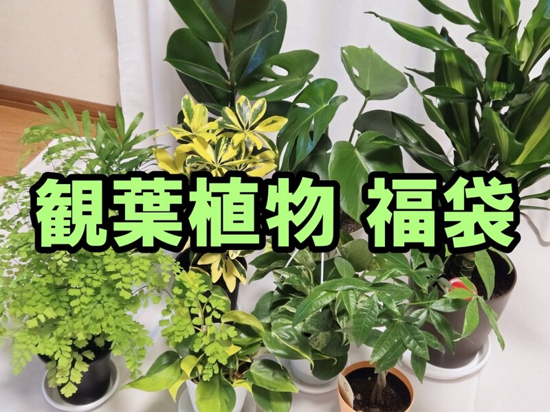 【福袋2026】部屋を鮮やかなグリーンでオシャレに！ 楽天の「観葉植物福袋」が大小9鉢も届いてめちゃくちゃ良い感じ！