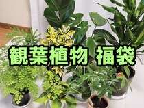 【福袋2026】部屋を鮮やかなグリーンでオシャレに！ 楽天の「観葉植物福袋」が大小9鉢も届いてめちゃくちゃ良い感じ！