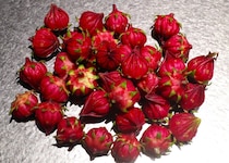 野菜？花？ どこを食べるの?? 謎植物『ローゼル』に挑戦してみた