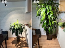 10年以上育てた観葉植物ドラセナの急成長が止まらず、ついに天井に到達！ そして思う。大切なのは「対話」だと