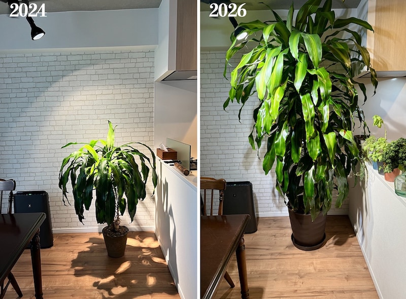 10年以上育てた観葉植物ドラセナの急成長が止まらず、ついに天井に到達！ そして思う。大切なのは「対話」だと
