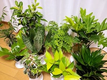 【2022年福袋】大小合わせてドドーンと9鉢！ 草まみれの「観葉植物福袋」で部屋のオシャレ度が爆上がりした！