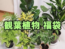 【福袋2026】部屋を鮮やかなグリーンでオシャレに！ 楽天の「観葉植物福袋」が大小9鉢も届いてめちゃくちゃ良い感じ！
