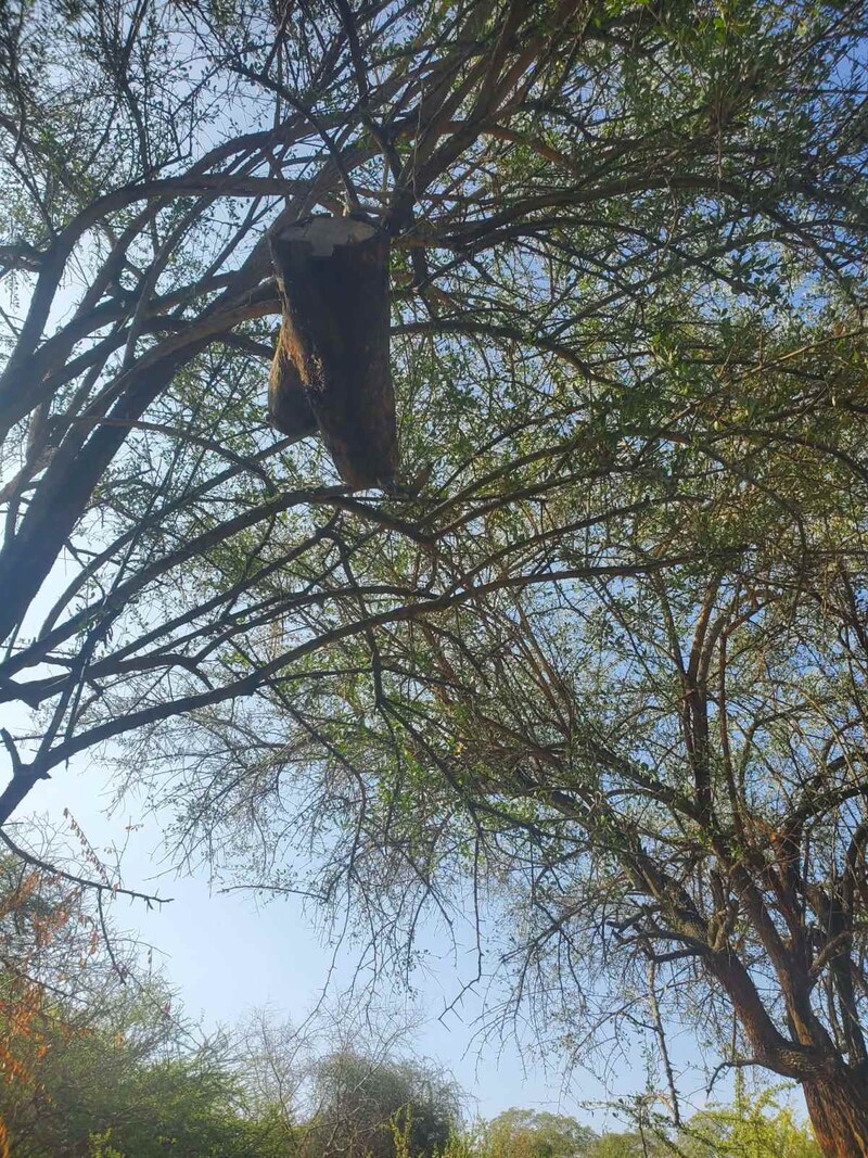 ハチミツは森からの贈り物。カンバ族伝統「木を彫る巣箱」とハチを怒らせない収穫法【カンバ通信：第437回】