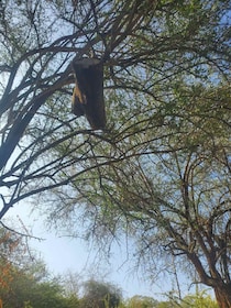 ハチミツは森からの贈り物。カンバ族伝統「木を彫る巣箱」とハチを怒らせない収穫法【カンバ通信：第437回】