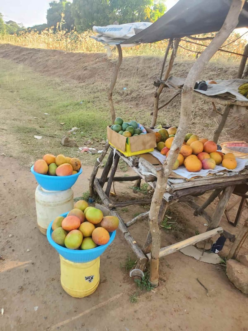 実はマンゴー天国なケニア！ 5個で20円の衝撃安値と、「その場ならタダ」の掟とは？【カンバ通信：第439回】