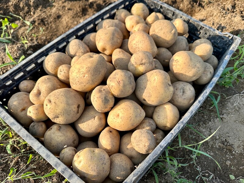 働きながらでも野菜づくりはできる! 野菜を出荷する記者が選ぶ「初心者向け春夏野菜4選」