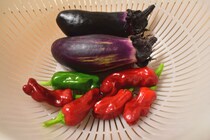 【体験談】ベランダ菜園初心者が野菜を育ててみたらこうなった！ 気になる収穫量は？