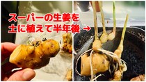 スーパーで買った「普通の生姜」を土に植えたらどうなる？ → 2ヶ月で天井到達、最終的に食べるまでの全記録
