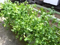【パクチニスト保存版】無農薬パクチー栽培のすすめ