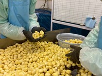 【ビックリ！】栗ってこうやって剥いてるのか！ ミートボールじゃない方の石井食品工場に潜入してきた！